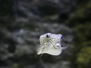 Cute Puffer Fish with Black and White Spots