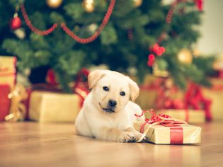Cute puppy celebrating Christmas