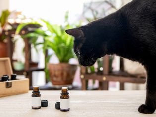 Black cat looking at essential oils capsules 