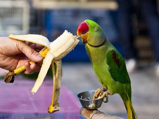 A hand feeding a banana to a parrot