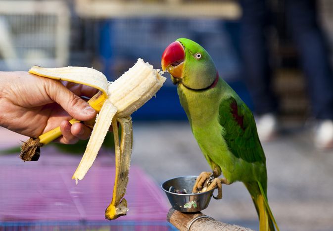 Parrot eating a banana