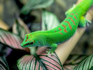 Bright green and orange striped day gecko climbing on pole