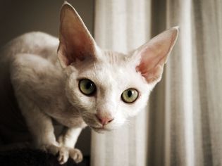 Devon Rex cat with big green eyes