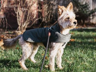 Small dog standing with winter coat