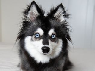 Black and white dog with light blue eyes and pointy ears