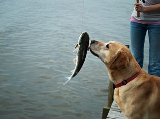 Dog Licking A Caught Fish By A Lake