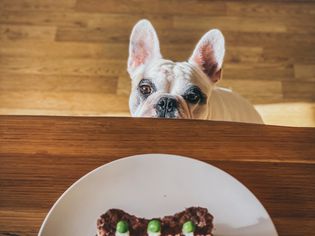 dog staring at treat with peas