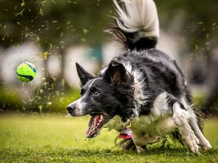Dog sports