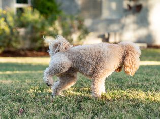 Small fluffy dog peeing on grass