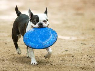 dog with frisbee at dog park