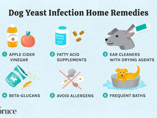 Dog Yeast Infection Home Remedies