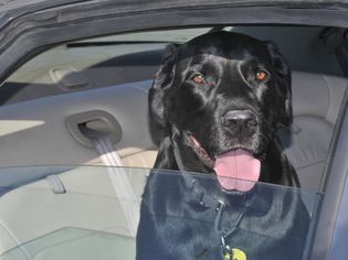 Black dog sitting inside a car.