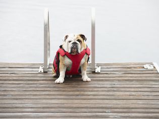 Dog sitting on wooden pier in lake