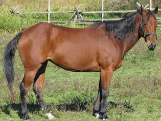 american quarter horse in field