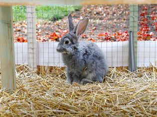 Domestic rabbit sitting in a cage