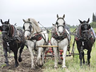 Draft Horse Team Working the Field
