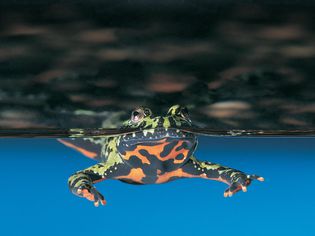 Oriental Fire-bellied Toad (Bombina orientalis)