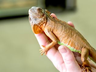 Hand holding an iguana