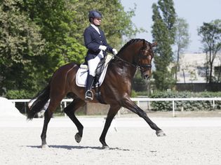 Extended trot dressage
