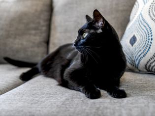 Black cat sitting on a gray couch looking away