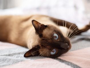 Siamese cat laying on gray and pink blanket