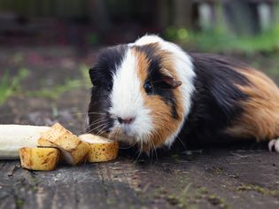 Black, brown and white guinea pig eating banana slices outside
