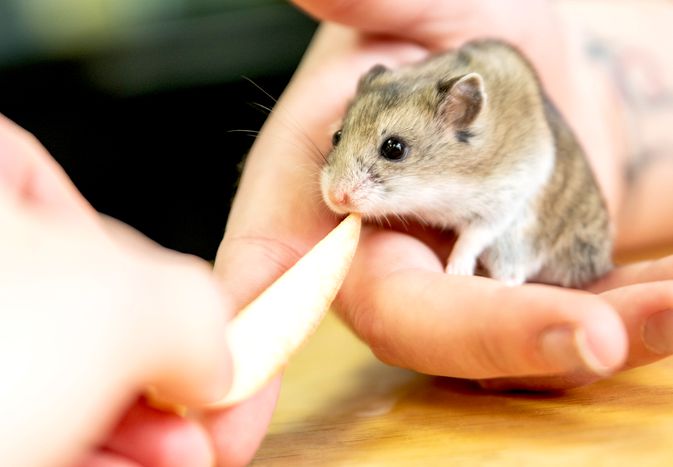 Hamster being fed an apple slice by hand