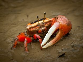 Male fiddler crab on wet sand