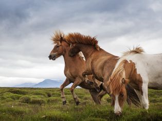 Fighting and rearing horses