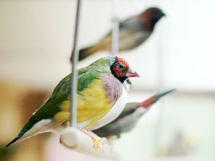 Finch on swing perch