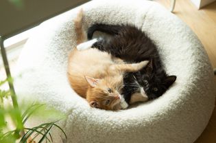Tan and black kitten laying together in a soft round bed