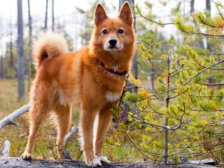 Finnish Spitz standing on a log in the forest