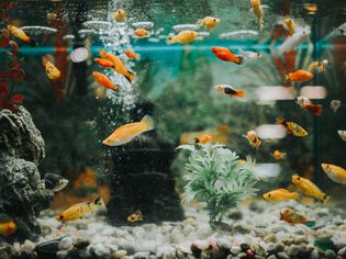A healthy freshwater aquarium with a variety of fish and decor