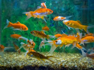 Goldfish Swimming In Aquarium