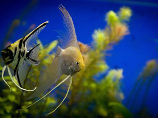 angelfish in an aquarium