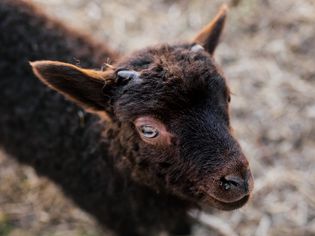 Brown goat light brown eyes looking up closeup