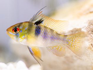 German blue ram fish with yellow and blue scales and deep orange eyes closeup