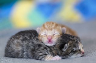 Germany, Newborn kittens sleeping on blanket, close up
