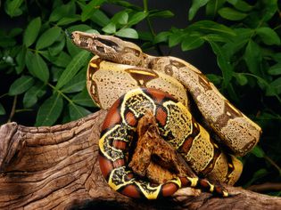 Red tail boa on a branch with leaves in the background