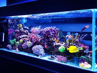 Coral tank with no substrate for undergravel filter