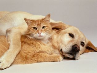 Lab and orange cat cuddling together.