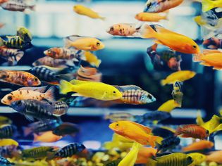 Fish swimming in an aquarium tank