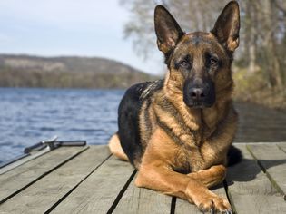 German shepherd lying on a dock