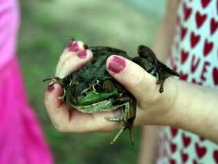 A hand holding a frog