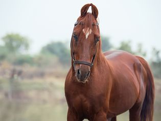 A brown Kathiawari horse standing tall.