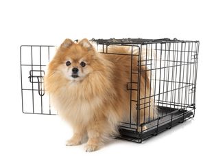 Pomeranian dog in wire dog crate