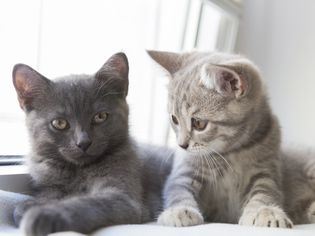 Two British shorthair kittens, one gray and one tabby