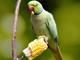 A wild parrot eating corn on the cob