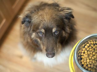 dog looking up at food bowl