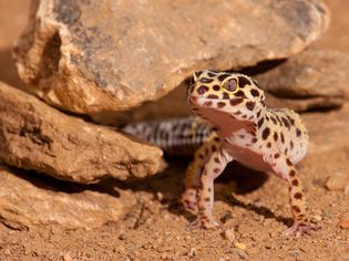 Leopard gecko coming out from under rocks.